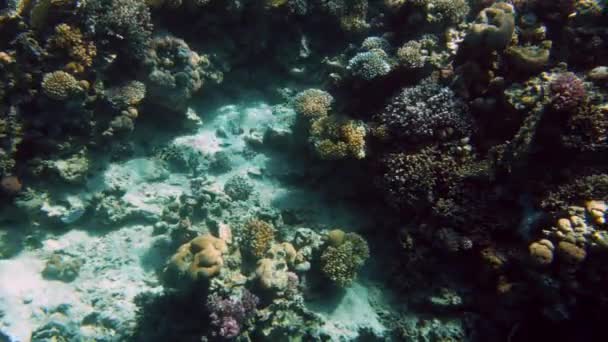 홍해에서 아름다운 다채로운 산호초의 4K 영상. 놀라운 수중 생활 — 비디오