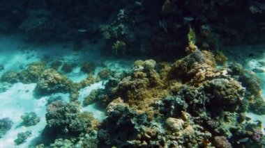 Mısır'da Kızıldeniz'de renkli mercanlar ve balıkokulları üzerinde yüzme 4k video