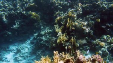 Renkli balıklar ve anemonlar ile mercan resifi inanılmaz deniz manzarası 4k video