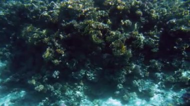 Renkli mercan resifi ve tropikal balıkların okulları nın denizaltıaydınlatıcısından 4k video