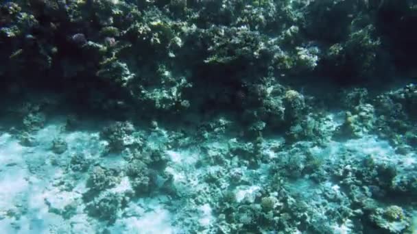 4k video de hermosos arrecifes de coral en el fondo del mar. Peces coloridos nadando alrededor — Vídeos de Stock