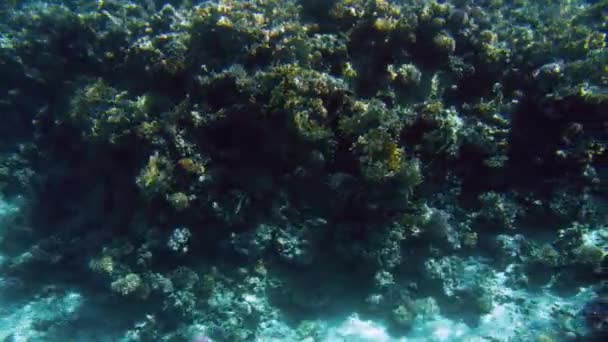カラフルなサンゴ礁と熱帯魚の学校の潜水艦のイルミネーションからの4kビデオ — ストック動画