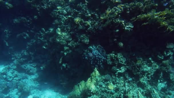 4k gyönyörű víz alatti videó korallzátonyok növekvő korallok és tengeri gyomok rajta és színes halak úszás körül — Stock videók