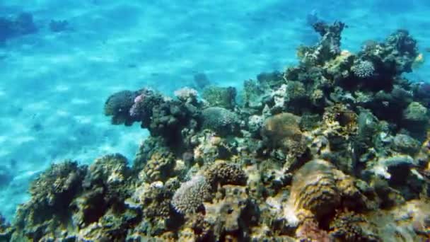 4k кадри красивого барвистого коралового рифу в червоному морі. Дивовижне підводне життя — стокове відео