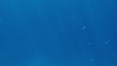 Güneş ışınları ile aydınlatılmış deniz suyunda yüzen tropikal balık sürüleri güzel 4k görüntüleri