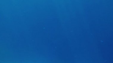 Deniz yüzeyinin altında güneş ışınları parlayan ve ışıltılı güzel tropikal balıklar 4k video