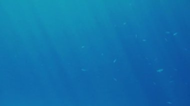 Denizde yüzen güzel balıkların 4k sualtı görüntüleri. İnanılmaz deniz manzarası ve ocan yaşam