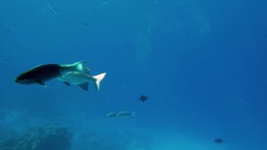 Denizde mercan resifi üzerinde yüzen inanılmaz tropikal fushes 4k video
