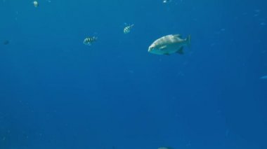 Deniz yüzeyinin altında güneş ışınları parlayan ve ışıltılı güzel tropikal balıklar 4k video