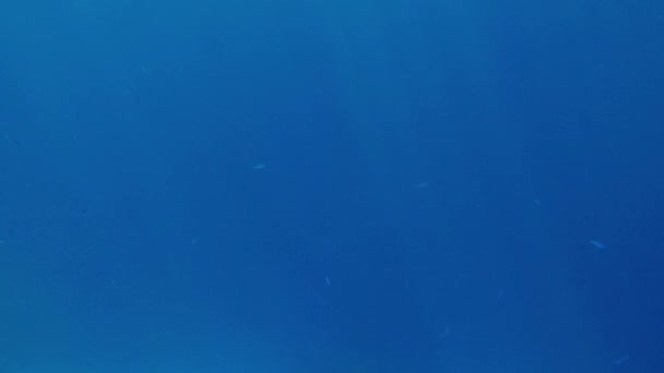 4K-video av vackra tropiska fiskar som lyser och glittrar i solens strålar under havsytan — Stockvideo