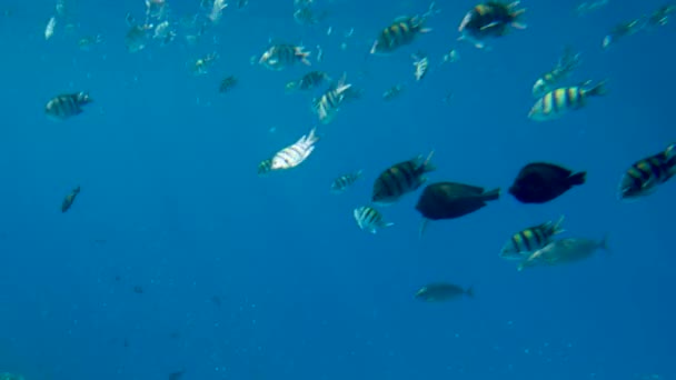 Wunderschöne 4k Filmaufnahmen tropischer Fischschwärme, die im von Sonnenstrahlen beleuchteten Meerwasser schwimmen — Stockvideo