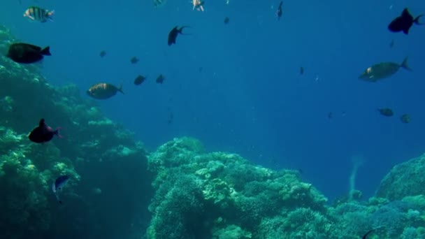 4k mooie video van vissen zwemmen rond koralen in de rode zee. School en Shoal van onderwater habitants in de Oceaan. — Stockvideo