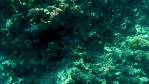 Filmagem 4k de belo recife de coral colorido no mar vermelho. Vida subaquática incrível — Vídeo de Stock