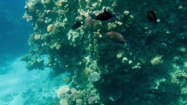 4k Video von atemberaubendem Korallenriff mit bunten Fischen und Anemonen — Stockvideo