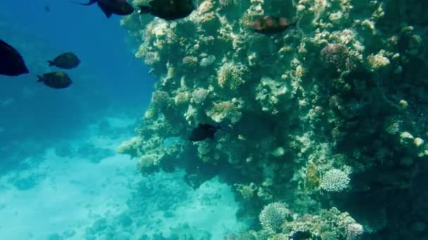 4k incrível sob imagens de água da vida subaquática em torno de corais. Bela paisagem marinha no Mar Vermelho — Vídeo de Stock