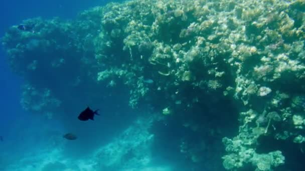 4k vídeo de bela paisagem marinha de recife de coral no mar Vermelho. Oceano vida subaquática. Incrível fundo tranquilo — Vídeo de Stock