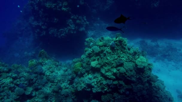 Imagens 4k bonitas de muitos peixes nadando em torno do recife de coral no fundo do mar. Vida marinha incrível o oceano profundo — Vídeo de Stock