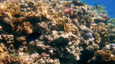 Renkli mercan resifi ve tropikal balıkların okulları nın denizaltıaydınlatıcısından 4k video