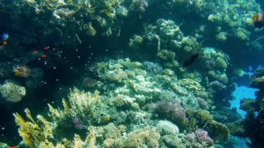 Kızıldeniz'de mercanlar etrafında yüzen balıkların 4k güzel video. Okyanusta sualtı habitatları okul ve sürü.