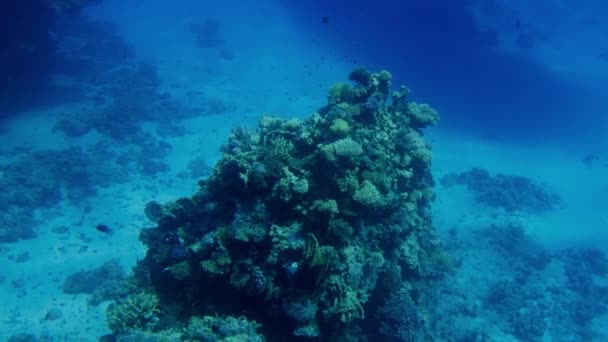 4k video de nadar por encima de corales de colores y escuelas de peces en el Mar Rojo en Egipto — Vídeo de stock