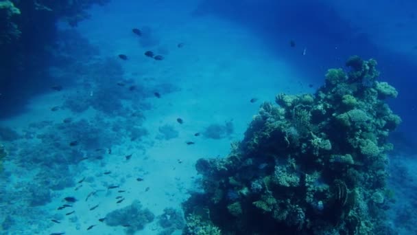 4k video de increíble paisaje marino de arrecife de coral con peces de colores y anémonas — Vídeos de Stock
