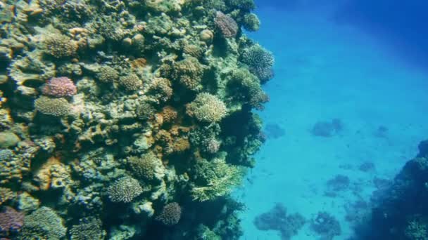 4k sorprendentes imágenes bajo el agua de la vida submarina alrededor de los corales rees. Hermoso paisaje marino en el Mar Rojo — Vídeos de Stock