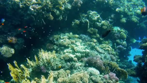 4k hermoso video de peces nadando alrededor de corales en el mar rojo. Escuela y banco de habitantes submarinos en el océano . — Vídeos de Stock