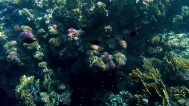 Üzerinde büyüyen anemonlar ve deniz yosunları ve etrafında yüzen renkli balıklar ile mercan resifi 4k güzel sualtı video