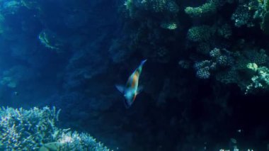 Mısır'da Kızıldeniz'de renkli mercanlar ve balıkokulları üzerinde yüzme 4k video