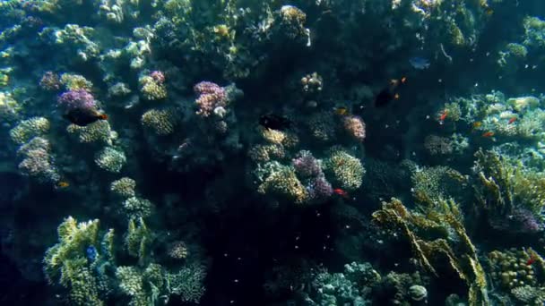 4k hermoso video submarino de arrecife de coral con anémonas crecientes y malezas marinas en él y peces coloridos nadando alrededor — Vídeos de Stock