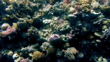 Kızıldeniz'de mercanlar etrafında yüzen balıkların 4k güzel video. Okyanusta sualtı habitatları okul ve sürü.