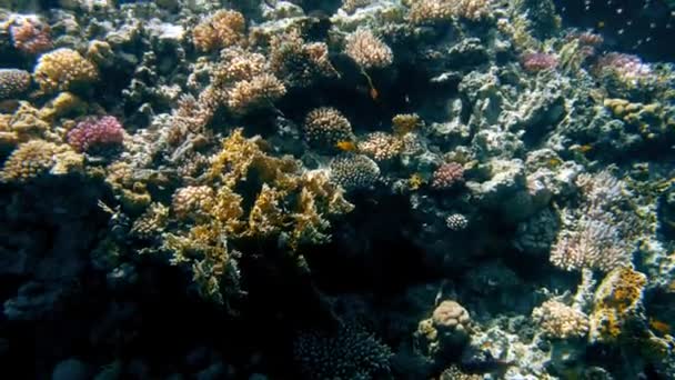Increíble video submarino de 4k de vida submarina alrededor del arrecife de coral. Hermosa naturaleza del Mar Rojo — Vídeo de stock