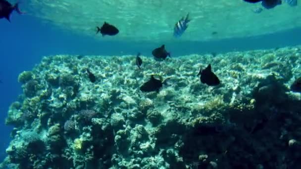 Imágenes de 4k de hermosos arrecifes de coral de colores en el mar rojo. Increíble vida submarina — Vídeos de Stock