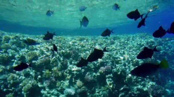 4k videó csodálatos Seascape korallzátonyok színes halak és virágnövények — Stock videók