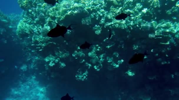 4k video de hermosos arrecifes de coral en el fondo del mar. Peces coloridos nadando alrededor — Vídeo de stock