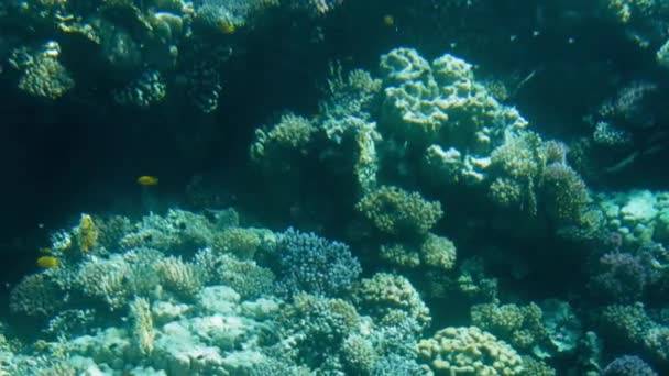 4k belo vídeo de peixes nadando em torno de corais em mar vermelho. Escola e cardume de habitantes subaquáticos no oceano . — Vídeo de Stock