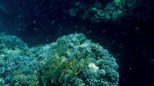 Hermosas imágenes de 4k de muchos peces nadando alrededor de los arrecifes de coral en el fondo del mar. Increíble vida marina el océano profundo — Vídeos de Stock