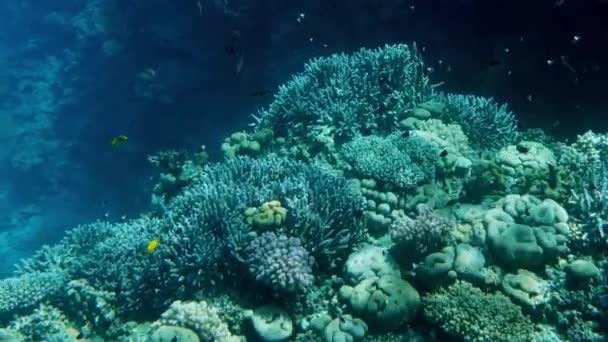 4K όμορφο υποβρύχιο βίντεο του κοραλλιογενή ύφαλο με αυξανόμενη ανεμώνες και χόρτα της θάλασσας και πολύχρωμα ψάρια κολύμπι γύρω — Αρχείο Βίντεο