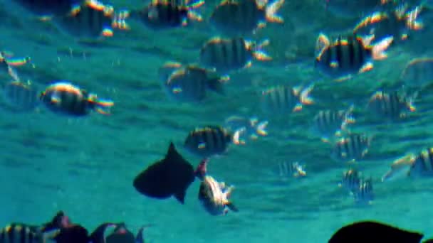 4k vídeo de bela paisagem marinha de recife de coral no mar Vermelho. Oceano vida subaquática. Incrível fundo tranquilo — Vídeo de Stock