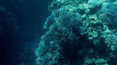 Kızıldeniz'deki güzel mercan resifinin 4k görüntüleri. İnanılmaz sualtı yaşamı