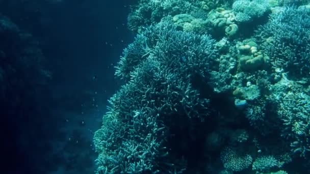 Imágenes de 4k de hermosos arrecifes de coral de colores en el mar rojo. Increíble vida submarina — Vídeo de stock