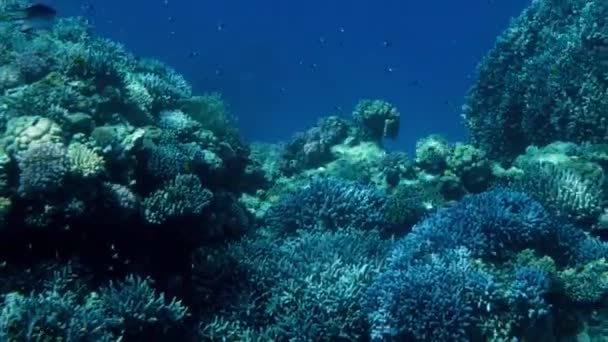 Imagens 4k bonitas de muitos peixes nadando em torno do recife de coral no fundo do mar. Vida marinha incrível o oceano profundo — Vídeo de Stock