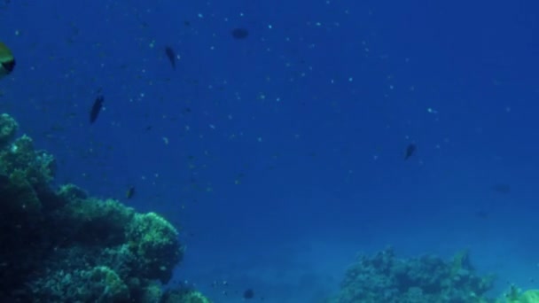 4k bellissimo video di pesci che nuotano intorno ai coralli nel mare rosso. Scuola e banco degli abitanti sottomarini nell'oceano . — Video Stock