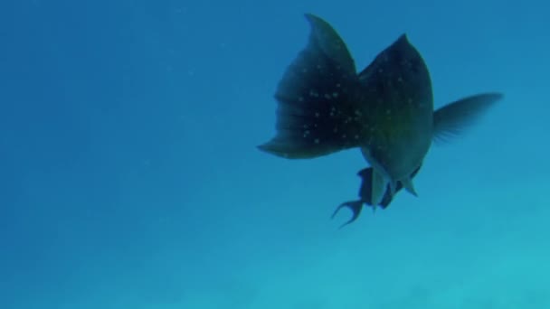4K podwodne nagrania pięknych ryb pływackich w morzu. Niesamowity Seascape i ocan życia — Wideo stockowe