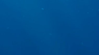 Güneş ışınları ile aydınlatılmış deniz suyunda yüzen tropikal balık sürüleri güzel 4k görüntüleri