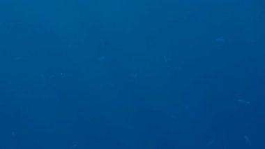 Deniz yüzeyinin altında güneş ışınları parlayan ve ışıltılı güzel tropikal balıklar 4k video