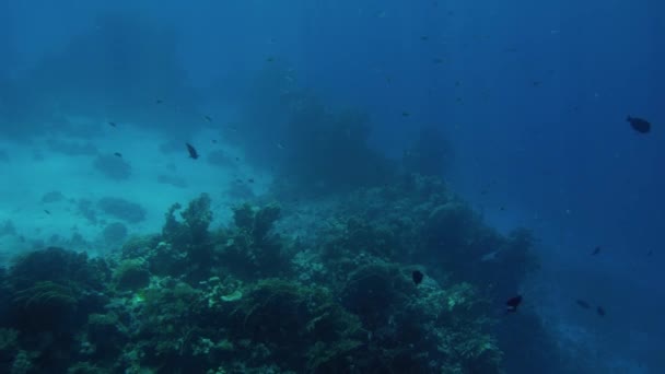 Gyönyörű 4k felvételeket sok halak úszás körül korallzátony a tenger alján. Csodálatos tengeri élet a mély óceán — Stock videók