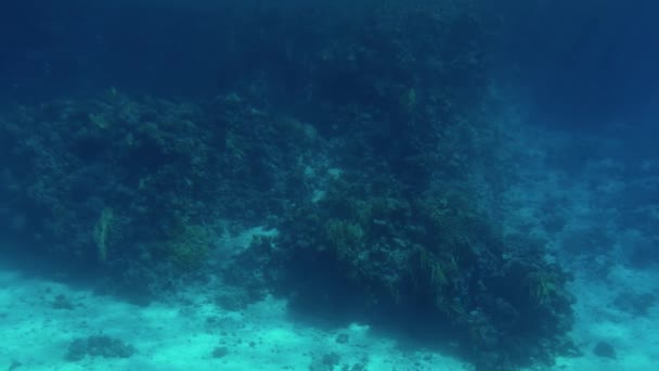 4k krásné video o rybech, které se plaví kolem korálů na Rudém moři. Škola a šál podmořských habitantů v oceánu. — Stock video