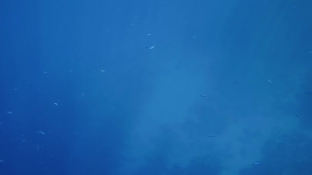 Hermosas imágenes de 4k de bancos de peces tropicales nadando en agua de mar iluminada por rayos solares — Vídeos de Stock