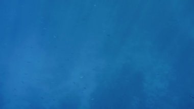 Kum üzerinde büyüyen mercanlar ile deniz dibinde 4k sualtı görüntüleri